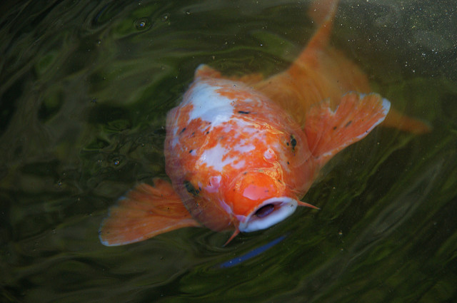 Koi Fish Information – Learn Basic Koi Fish Facts | Koifishinformation.org